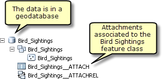 Bird_Sightings feature class